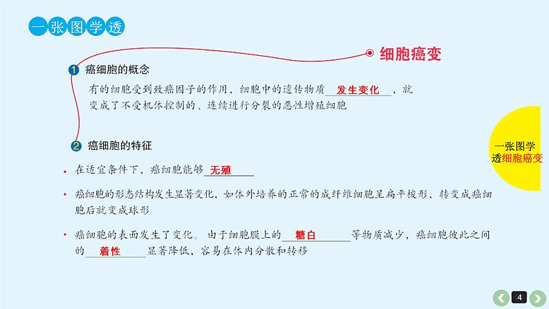 (通用版)高考生物一轮复习课件：第15课-细胞的分化、衰老、凋亡与癌变(含解析)第4页