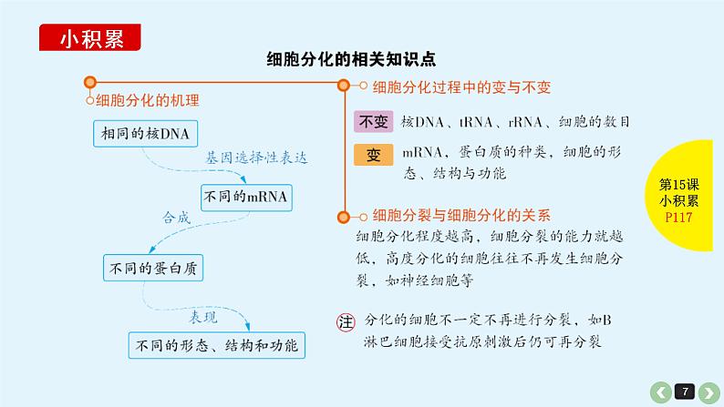 (通用版)高考生物一轮复习课件：第15课-细胞的分化、衰老、凋亡与癌变(含解析)第7页