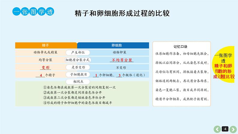 (通用版)高考生物一轮复习课件：第16课-减数分裂和受精作用(含解析)第4页