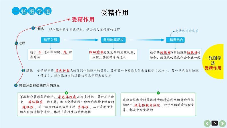 (通用版)高考生物一轮复习课件：第16课-减数分裂和受精作用(含解析)第5页