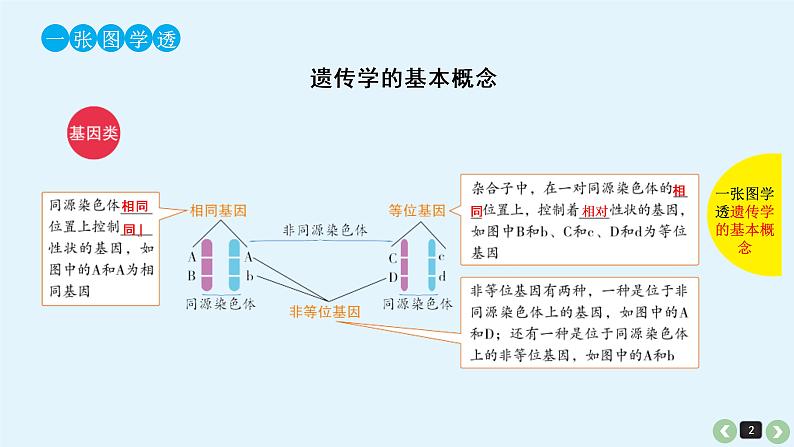 (通用版)高考生物一轮复习课件：第17课-基因的分离定律(含解析)第2页