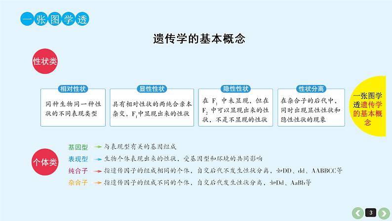 (通用版)高考生物一轮复习课件：第17课-基因的分离定律(含解析)第3页