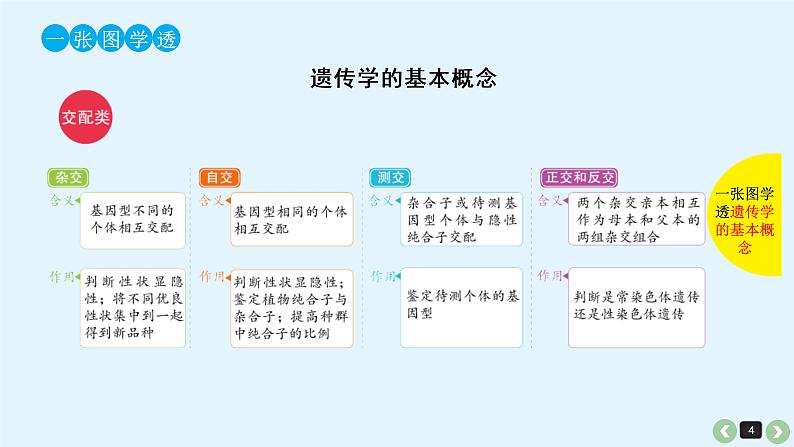 (通用版)高考生物一轮复习课件：第17课-基因的分离定律(含解析)第4页