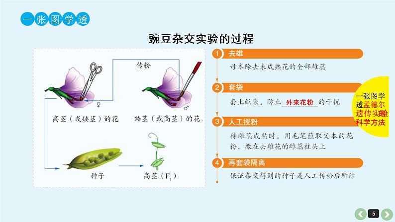 (通用版)高考生物一轮复习课件：第17课-基因的分离定律(含解析)第5页