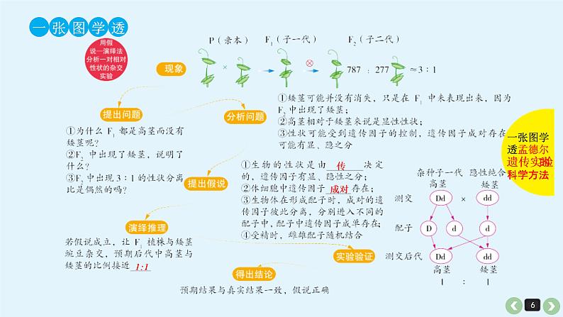 (通用版)高考生物一轮复习课件：第17课-基因的分离定律(含解析)第6页