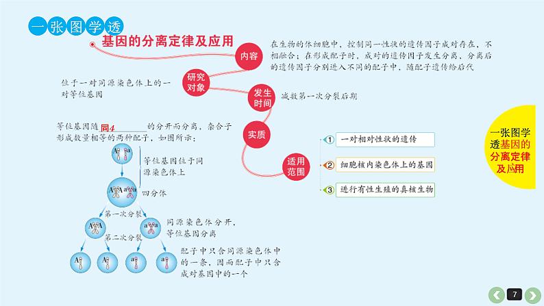 (通用版)高考生物一轮复习课件：第17课-基因的分离定律(含解析)第7页