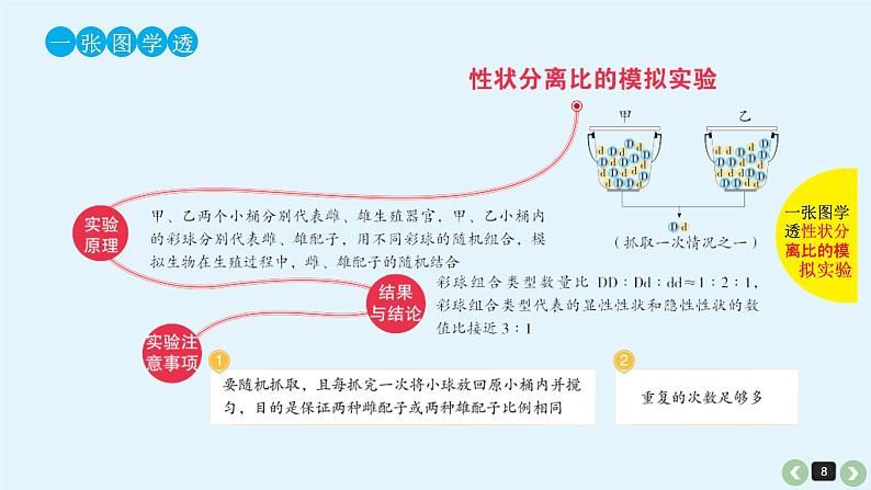 (通用版)高考生物一轮复习课件：第17课-基因的分离定律(含解析)第8页