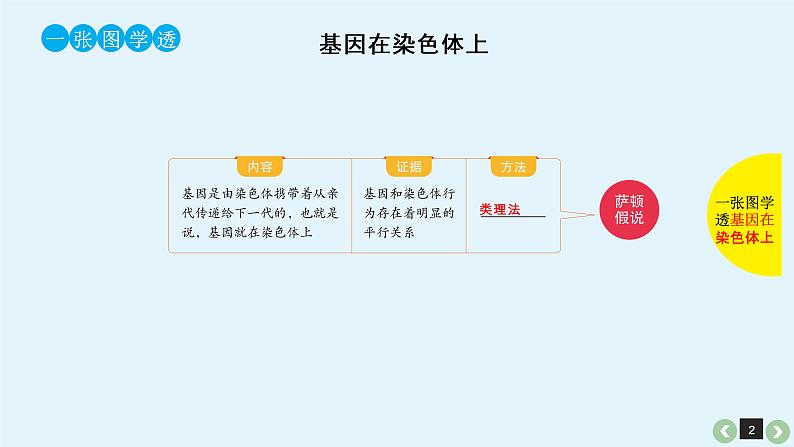 (通用版)高考生物一轮复习课件：第19课-基因在染色体上、伴性遗传(含解析)第2页