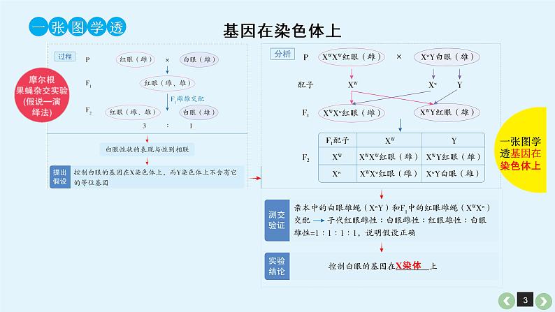 (通用版)高考生物一轮复习课件：第19课-基因在染色体上、伴性遗传(含解析)第3页