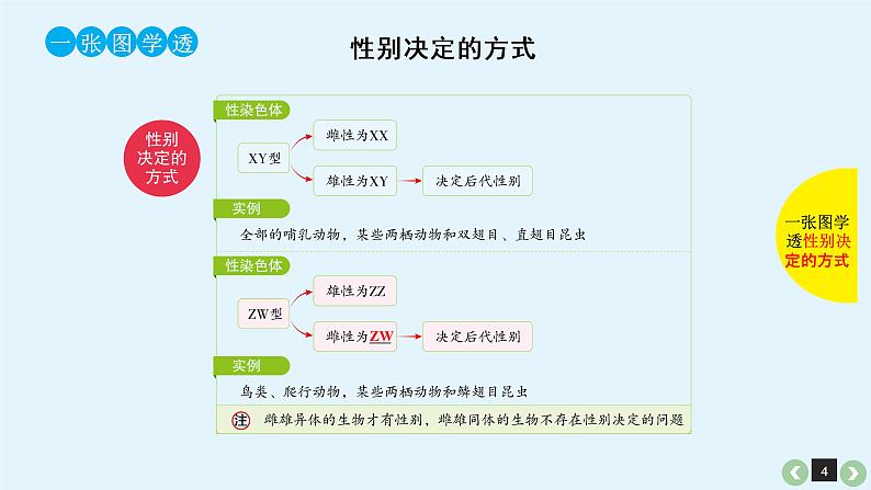 (通用版)高考生物一轮复习课件：第19课-基因在染色体上、伴性遗传(含解析)第4页