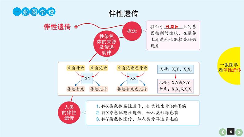 (通用版)高考生物一轮复习课件：第19课-基因在染色体上、伴性遗传(含解析)第5页