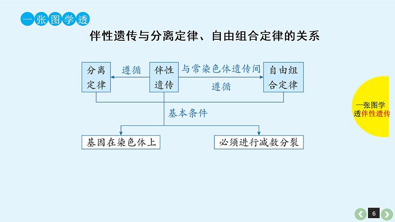 (通用版)高考生物一轮复习课件：第19课-基因在染色体上、伴性遗传(含解析)第6页