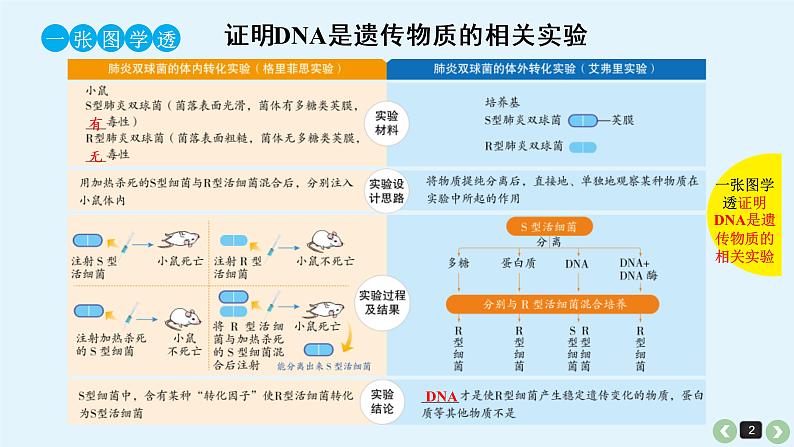 (通用版)高考生物一轮复习课件：第20课-DNA是主要的遗传物质(含解析)第2页