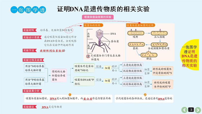 (通用版)高考生物一轮复习课件：第20课-DNA是主要的遗传物质(含解析)第3页