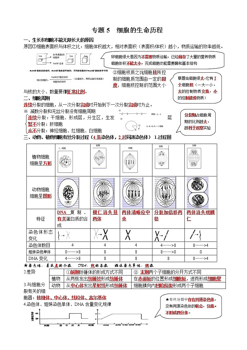 高考生物一轮复习知识清单：05细胞的生命历程第1页