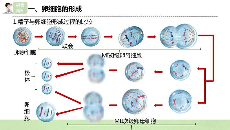 【核心素养】人教版高中生物必修二2.1.2《减数分裂与受精作用》课件PPT+教案+练习06