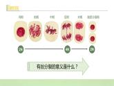 【核心素养】人教版高中生物必修二2.1.1《减数分裂与受精作用》课件PPT+教案+练习