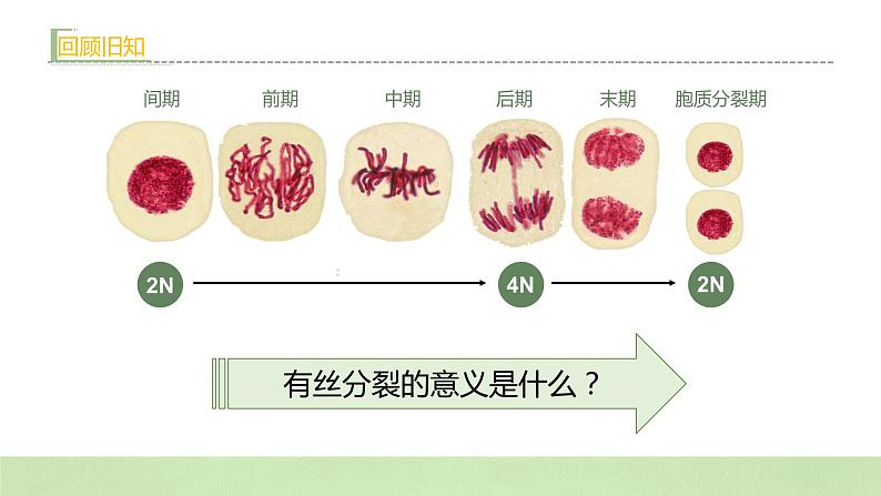 2019人教版高中生物必修二2.1.1《减数分裂与受精作用》课件第3页