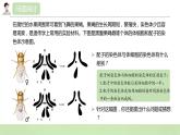 【核心素养】人教版高中生物必修二2.1.1《减数分裂与受精作用》课件PPT+教案+练习