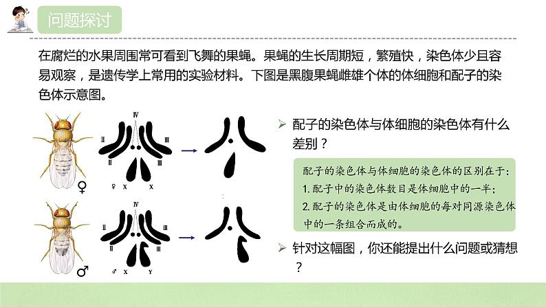 2019人教版高中生物必修二2.1.1《减数分裂与受精作用》课件第5页