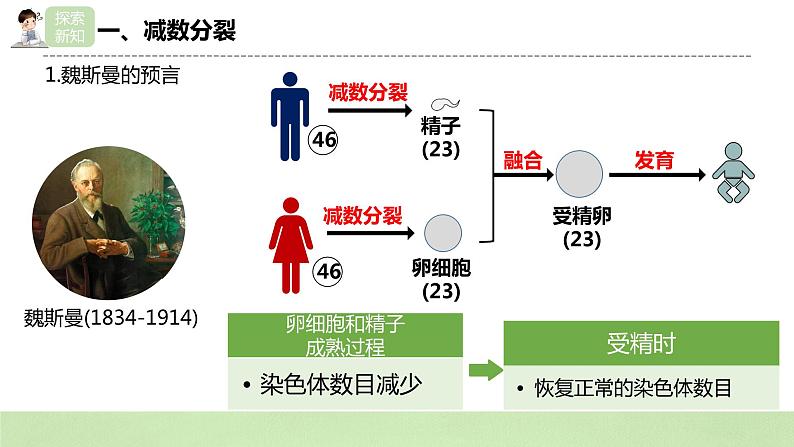 2019人教版高中生物必修二2.1.1《减数分裂与受精作用》课件第6页