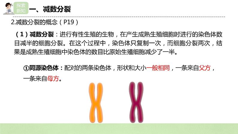 2019人教版高中生物必修二2.1.1《减数分裂与受精作用》课件第7页