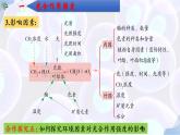 5.4 光合作用与能量转化（第三课时）-【探究课堂】2022-2023学年高一生物上学期同步优质课件（人教版2019必修1）(1)