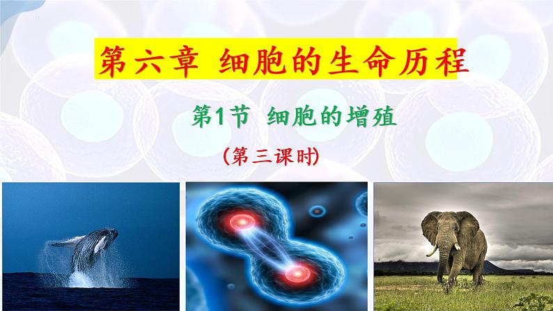 6.1 细胞的增殖（第三课时）-【探究课堂】2022-2023学年高一生物上学期同步优质课件（人教版2019必修1）(1)01