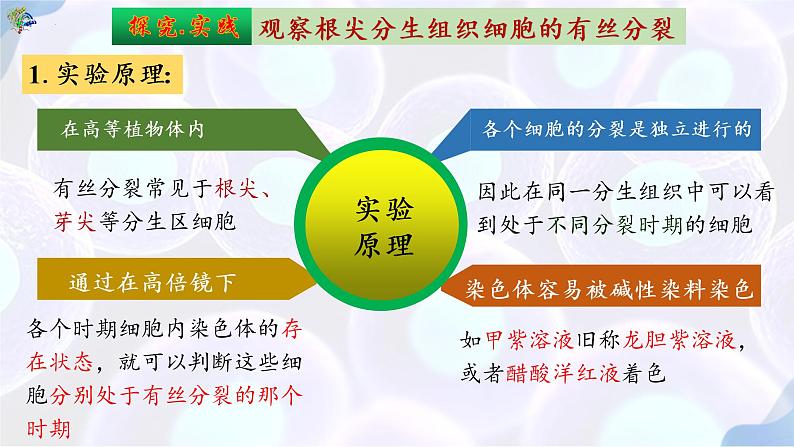 6.1 细胞的增殖（第三课时）-【探究课堂】2022-2023学年高一生物上学期同步优质课件（人教版2019必修1）(1)05