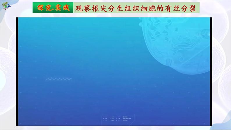 6.1 细胞的增殖（第三课时）-【探究课堂】2022-2023学年高一生物上学期同步优质课件（人教版2019必修1）(1)06