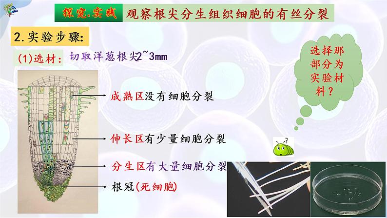 6.1 细胞的增殖（第三课时）-【探究课堂】2022-2023学年高一生物上学期同步优质课件（人教版2019必修1）(1)07