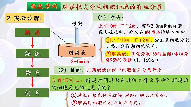 6.1 细胞的增殖（第三课时）-【探究课堂】2022-2023学年高一生物上学期同步优质课件（人教版2019必修1）(1)08