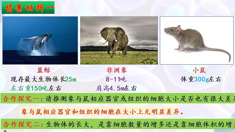 6.1 细胞的增殖（第一课时）-【探究课堂】2022-2023学年高一生物上学期同步优质课件（人教版2019必修1）(1)04