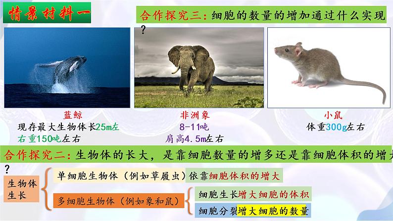 6.1 细胞的增殖（第一课时）-【探究课堂】2022-2023学年高一生物上学期同步优质课件（人教版2019必修1）(1)05