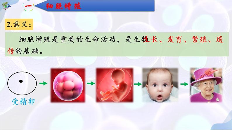 6.1 细胞的增殖（第一课时）-【探究课堂】2022-2023学年高一生物上学期同步优质课件（人教版2019必修1）(1)07