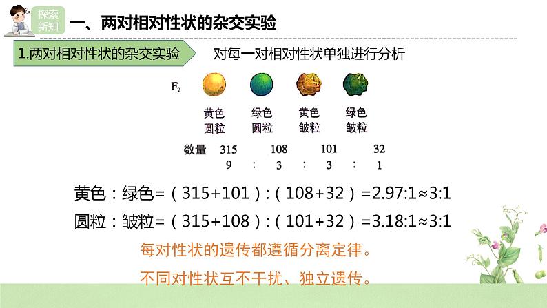 【核心素养】人教版高中生物必修二1.2.1《孟德尔的豌豆杂交实验（二）》课件PPT+教案+练习08