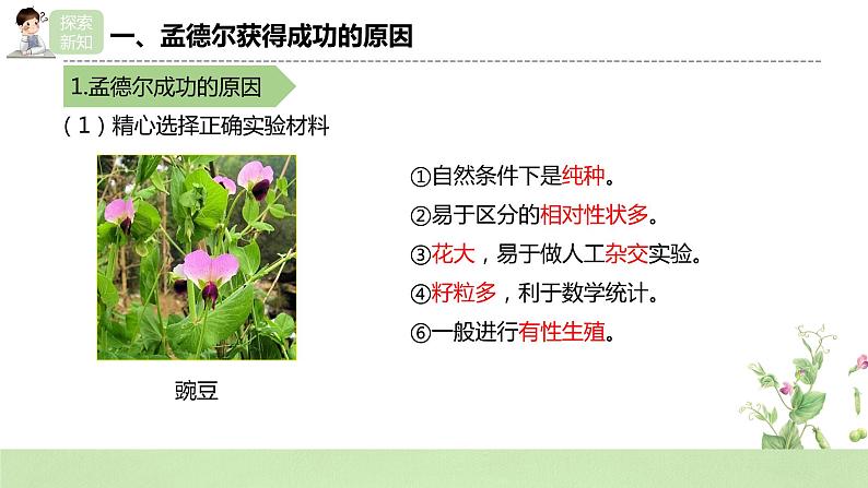 2019人教版高中生物必修二1.2.2《孟德尔的豌豆杂交实验（二）》课件第6页