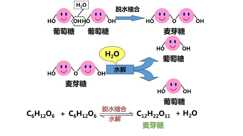 2.3细胞中的糖类和脂质课件2022-2023学年高一上学期生物人教版必修1第7页