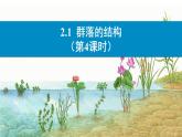 2.1群落的结构（第4课时）课件2022-2023学年高二上学期生物人教版选择性必修2