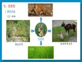 2.1群落的结构（第4课时）课件2022-2023学年高二上学期生物人教版选择性必修2