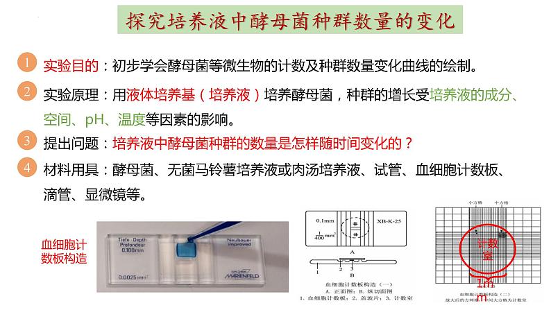 1.2种群数量的变化第2课时课件2022-2023学年高二上学期生物人教版选择性必修2第3页