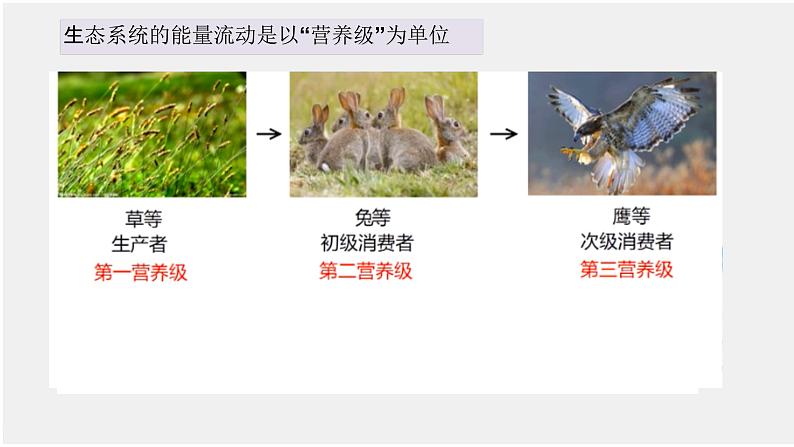 3.2生态系统的能量流动课件-2022-2023学年高二上学期生物人教版（2019）选择性必修2第6页