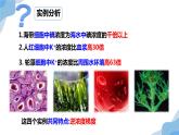 4.2主动运输与胞吞胞吐课件-2022-2023学年高一上学期生物人教版（2019）必修1