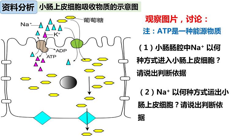 4.2主动运输与胞吞胞吐课件-2022-2023学年高一上学期生物人教版（2019）必修1第6页