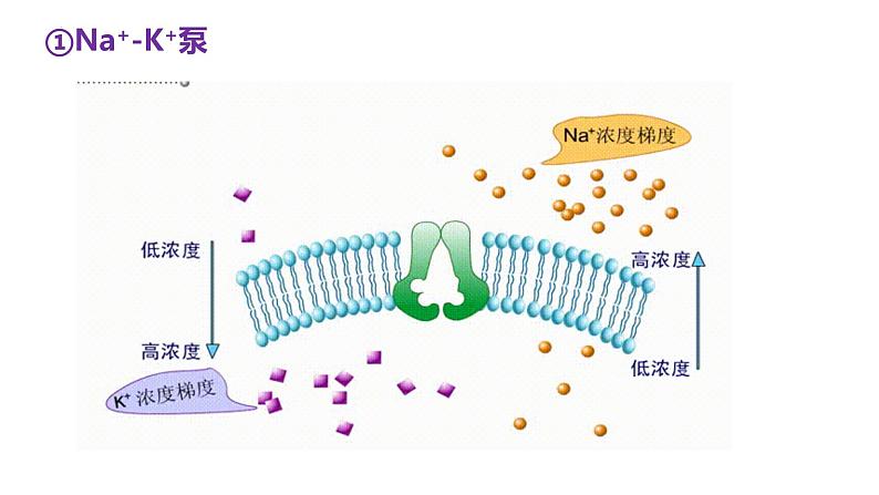 4.2主动运输与胞吞胞吐课件-2022-2023学年高一上学期生物人教版（2019）必修1第7页