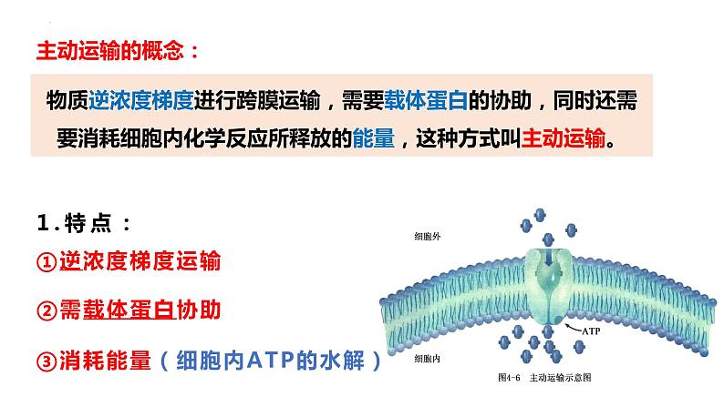 4.2主动运输与胞吞胞吐课件-2022-2023学年高一上学期生物人教版（2019）必修1第8页