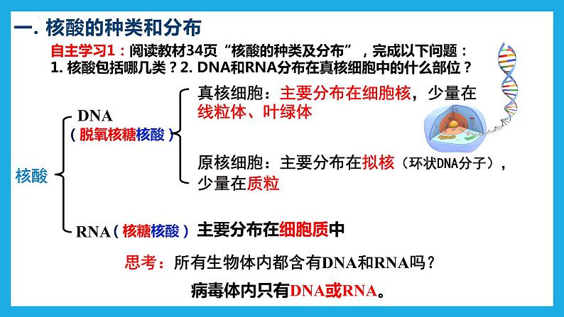 2.5核酸是遗传信息的携带者课件2022-2023学年高一上学期生物人教版必修1第4页