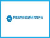 2.5核酸是遗传信息的携带者课件2022-2023学年高一上学期生物人教版必修1