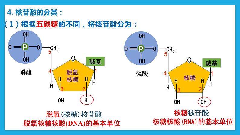 2.5核酸是遗传信息的携带者课件2022-2023学年高一上学期生物人教版必修1第8页