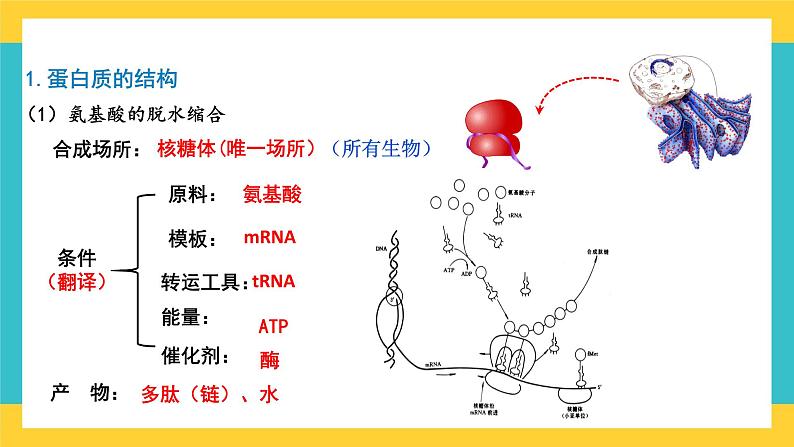 【高考一轮专题复习】高考生物专题复习——第3讲《蛋白质是生命活动的主要承担者》复习课件（全国通用）06